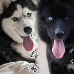 Siberian Husky puppies from Feazell’s Siberian Huskies