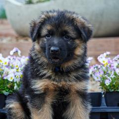 Blue collar - Black and red male German Shepherd puppy in Howell, Michigan from Sheyenne’s Shepherds
