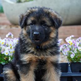 Blue collar - Black and red male German Shepherd puppy in Howell, Michigan from Sheyenne’s Shepherds