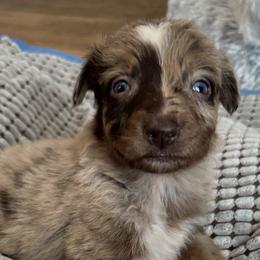 Freya - Red merle female Australian Shepherd puppy in Albertville, Alabama from Salt Creek Aussies