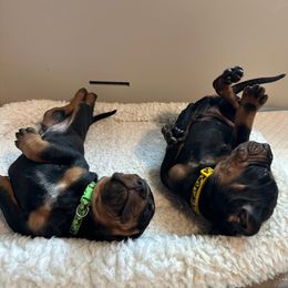 Black and Tan Coonhound Puppies from Summitt Black and Tans