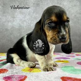 Valentine - Black white and brown female Basset Hound puppy in Dingess, West Virginia from Tuckers' Howling Hounds