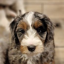 Australian Labradoodle, Bernedoodle, and Sheepadoodle Puppies from Lookingglass Doodles