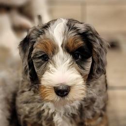 Australian Labradoodle, Bernedoodle, and Sheepadoodle Puppies from Lookingglass Doodles