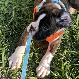 Boston Terrier and Boxer Puppies from Shotgun Pups