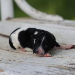 Bella - Black female Whoodle puppy in West Bend, Iowa from Blue Skies Terriers