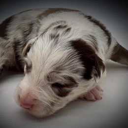 Glinda - Red merle female Miniature American Shepherd puppy in Smithville, Arkansas from Cooper Creek Aussies