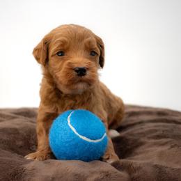 Sage Black - Red  male Goldendoodle puppy in Lafayette, Alabama from Sweethaven Kennels