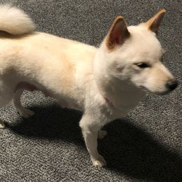 Shiba Inu from Merit Breeds
