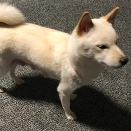 Shiba Inu from Merit Breeds