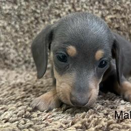 Bluey - Gray (blue) and cream male Dachshund puppy in Copperhill, Tennessee from Tuff Country Farm