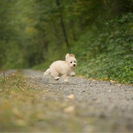 Martini - Cream male Maltipoo puppy in Deming, Washington from Heavenly Puppies to Love