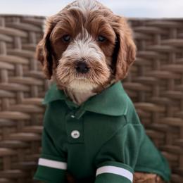 Buzz - Red  male Goldendoodle puppy in Blanchard, Oklahoma from Dream Doodles by Dondi