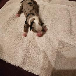 Dewey - Blue merle male Toy Australian Shepherd puppy in Ocala, Florida from Crazy Aussie Chaos