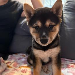 Rosetta - Black and tan female Shiba Inu puppy in Las Vegas, Nevada from GBs Shiba Inu's