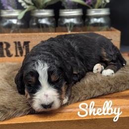 Shelby - Tri-color female Bernedoodle puppy in Lancaster, Minnesota from Richardville Hunde