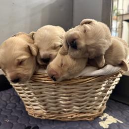 Girl 4 - Golden female Golden Retriever puppy in Albany, Georgia from Sassafras Goldens
