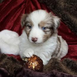 Australian Shepherd Puppies from AussieLand Shepherds