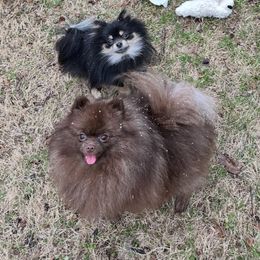 Cinnabun - Pomeranian