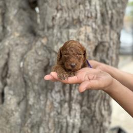 Purple collar - Red  female Goldendoodle puppy in Bakersfield, California from Cisneros Goldendoodles