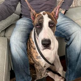 Great Dane Puppies from F&B Kennels