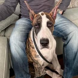 Great Dane Puppies from F&B Kennels