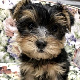 Yorkshire Terriers from Cornelia Shrope
