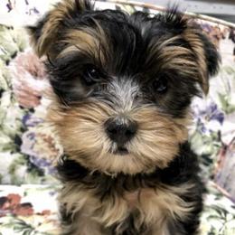 Yorkshire Terriers from Cornelia Shrope