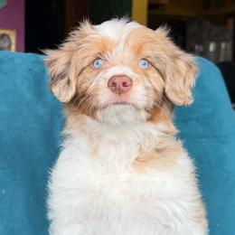 Starry (yellow) - Red merle female Aussiedoodle puppy in Watertown, Wisconsin from Little Bear Paws Aussiedoodles