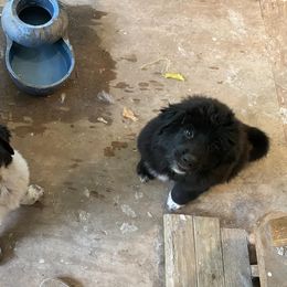 Working Dog Crosses from Macy’s Place