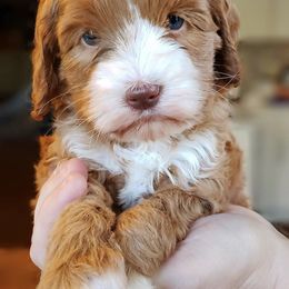 Australian Labradoodle Puppies from Bayou Doodles
