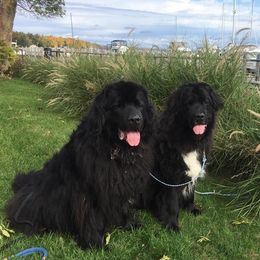 Newfoundlands from Black Dog Newfoundlands