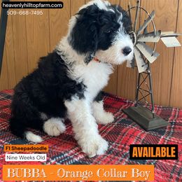 Goldendoodle, Poodle, and Sheepadoodle Puppies from Heavenly Hilltop Farm