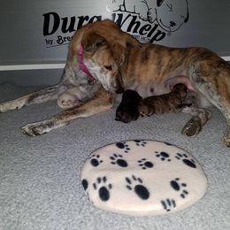 Jindo Puppies from YooShin Kennels