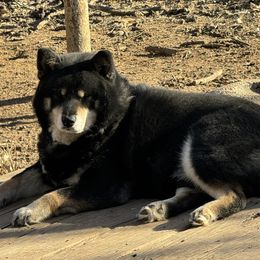 Czecho - Shiba Inu