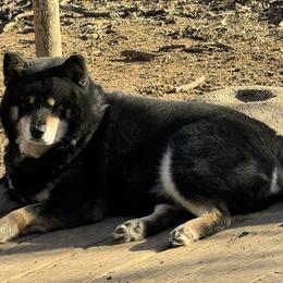 Czecho - Shiba Inu