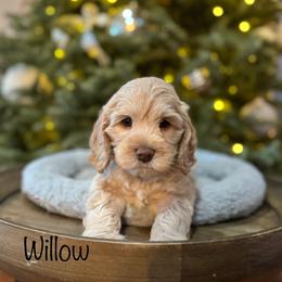 Willow - Apricot female Australian Labradoodle puppy in Morgan Hill, California from Loving Labradoodle