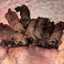 Girl 3 - Fawn female Mastiff puppy in Carthage, Missouri from Mama’s Mastiffs