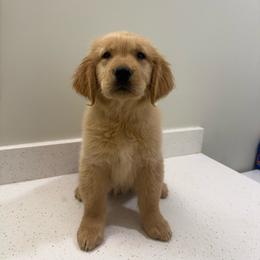 Green Collar Boy - Golden male Golden Retriever puppy in Phoenix, Arizona from Star Raised Goldens