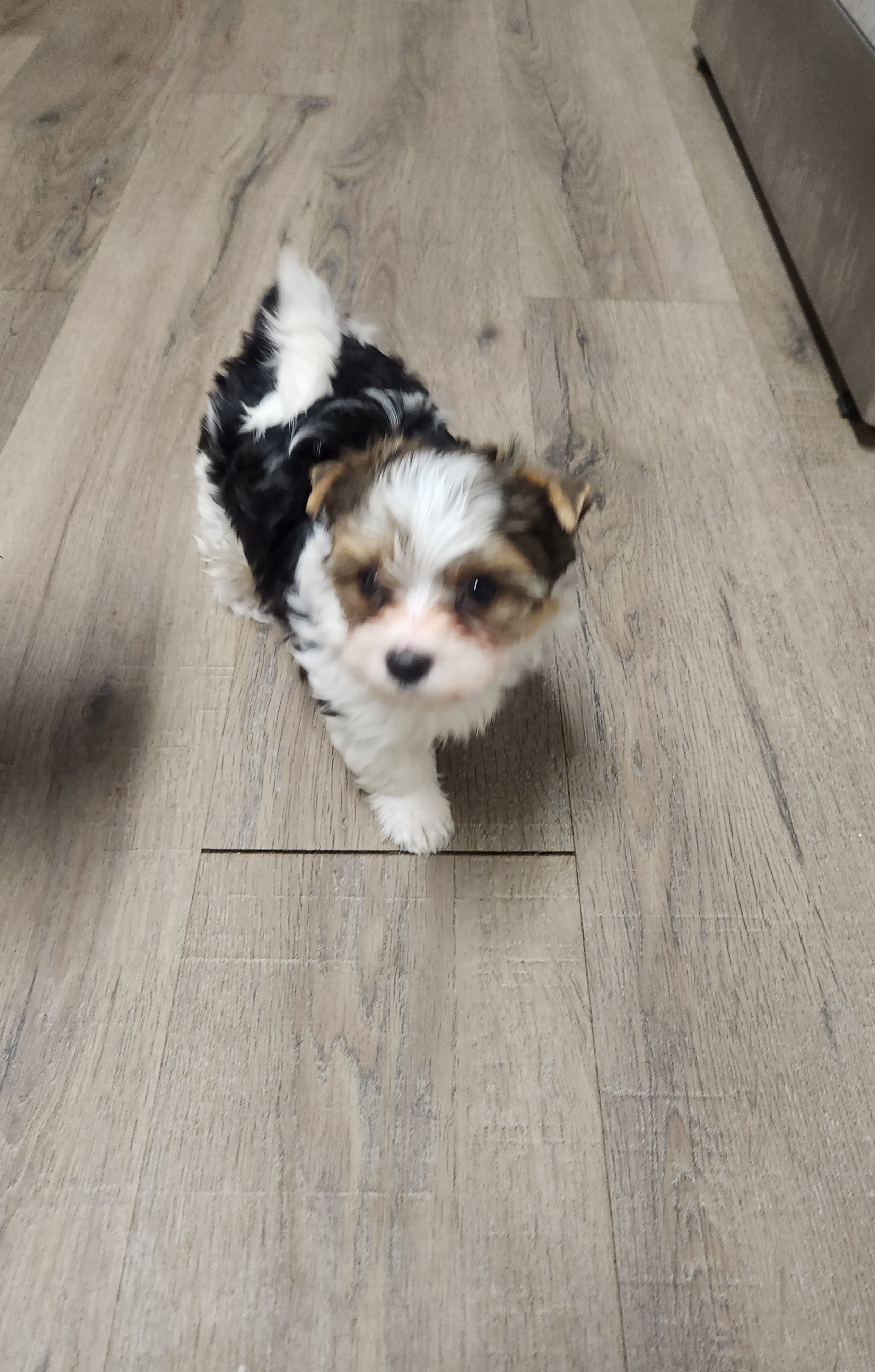 Yorkshire Terrier Puppies from Wild Azalea Yorkies on FB