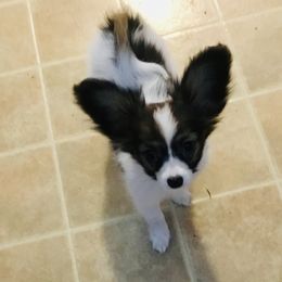 Papillon Puppies from 329 Cheerio Tiny Papillons