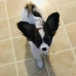 Papillon Puppies from 329 Cheerio Tiny Papillons