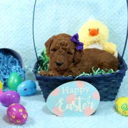 Goldendoodle Puppies from Blushing Doodles