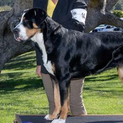 Greater Swiss Mountain Dogs from SKYLINE SWISSYS