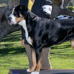 Greater Swiss Mountain Dogs from SKYLINE SWISSYS