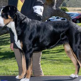 Greater Swiss Mountain Dogs from SKYLINE SWISSYS