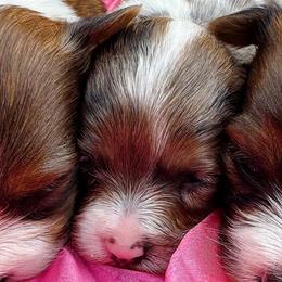 Girl 3 - Parti female Yorkshire Terrier puppy in Bolton, Connecticut from Elle Yorkies