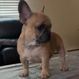 Bluefawn female - Blue fawn female French Bulldog puppy in Pennsylvania from R & C French Bulldogs