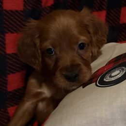Mia the Christmas Puppy - Mahogany female Irish Setter puppy in Orem, Utah from Rocky Mountain Irish Setters