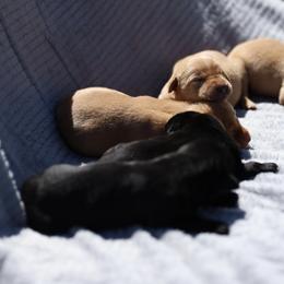 Labrador Retriever Puppies from J and D Retrievers